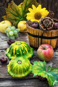Autumn harvest squash with chestnuts and pine cones on wooden table