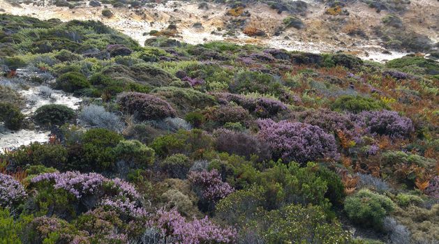 pink flowering heather on portugal beach and rocks in pink and green colors