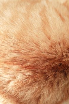Macro shot of ginger cat fur. Nice background