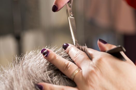 woman cuts hair with scissors, razor in  professional hairdressing salon