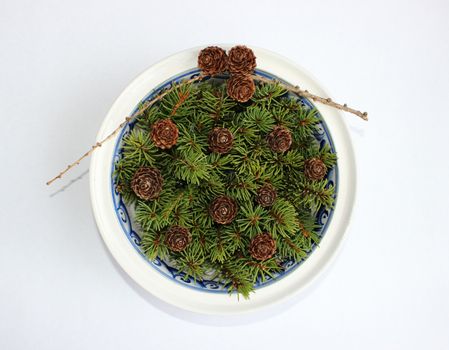 The composition of the larch cones and twigs eaten in a soup plate on a white background.