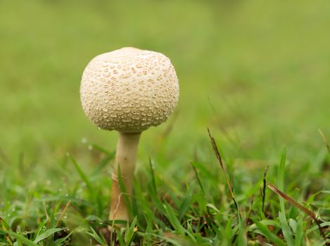 Australia, Queensland new young mushroom growing through wet green grass