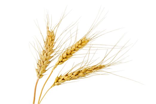 Three rye spikelets on a white background