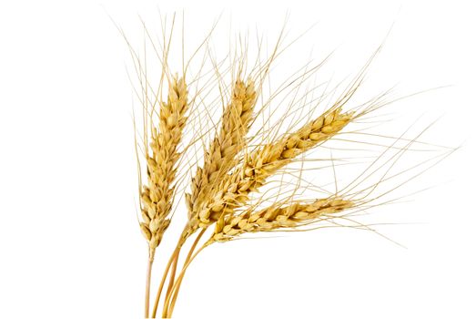 Four rye spikelets on a white background