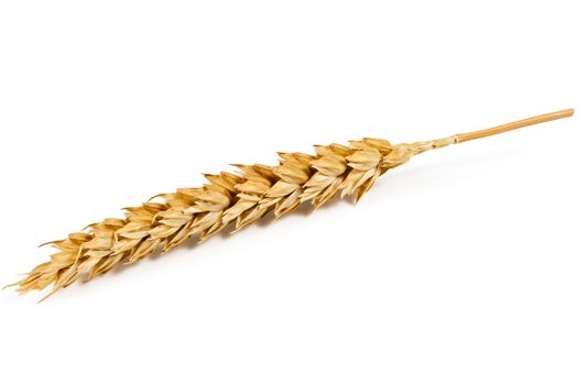 One ripe ear of wheat on a white background