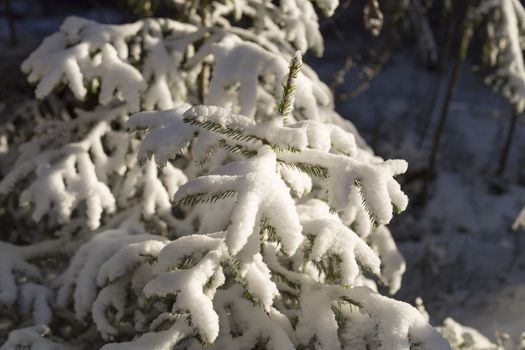 Small Spruce Tree Covered in Snow.