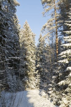 Forest in Winter in Sweden.