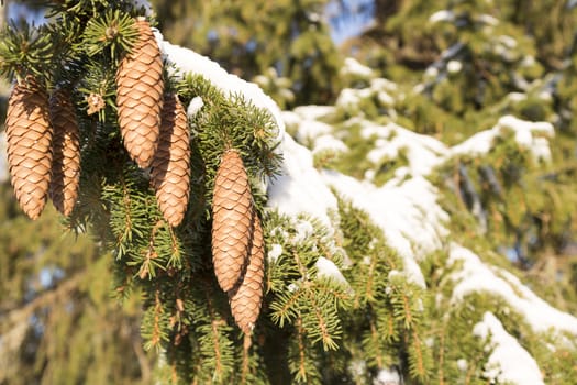 Cones in Spruce Tree with snow on the twigs.