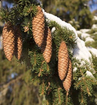 Cones in Spruce Tree with snow on the twigs.