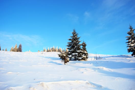 winter calm mountain landscape with rime and snow covered spruce trees (view from Bukovel ski resort (Ukraine)