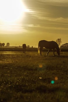 horse in a field, farm animals series