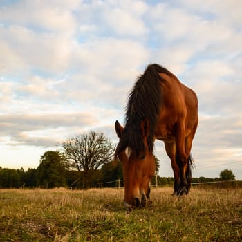 horse in a field, farm animals, nature series