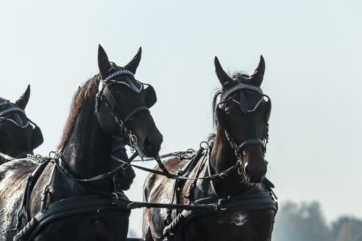 horse in a field, farm animals series