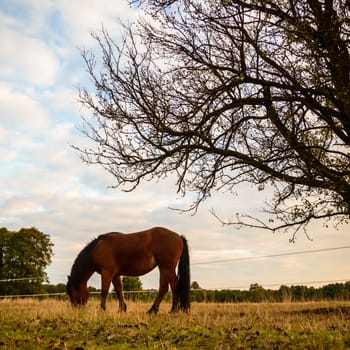 horse in a field, farm animals, nature series