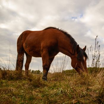 horse in a field, farm animals, nature series