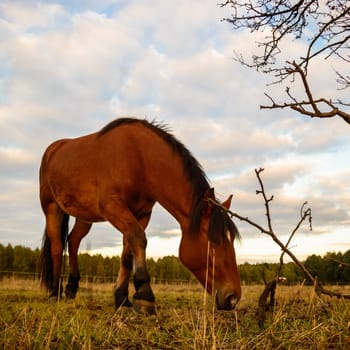 horse in a field, farm animals, nature series