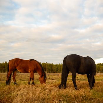 horse in a field, farm animals, nature series