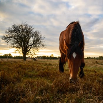 horse in a field, farm animals, nature series