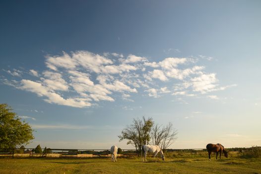 horse in a field, farm animals, nature series