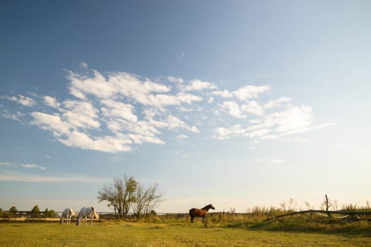 horse in a field, farm animals, nature series