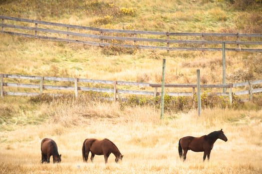 horse in a field, farm animals, nature series