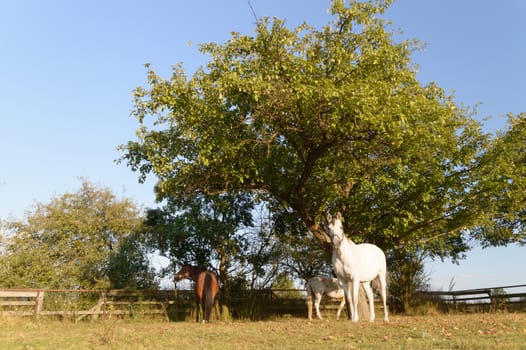 horse in a field, farm animals, nature series