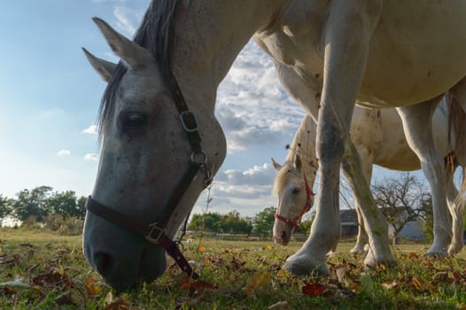 horse in a field, farm animals, nature series