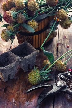 sheaf of cut plants on the background of secateurs on wooden table