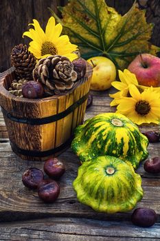 autumn harvest squash on the background of wooden tubs with cones strewn foliage.