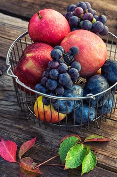 Autumn harvest of ripe grapes and red apples in stylish metal