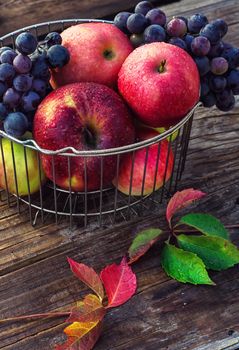 Autumn harvest of ripe grapes and red apples in stylish metal