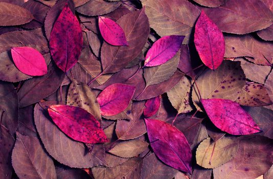 Composition of autumn dry violet leaves on a wooden background.