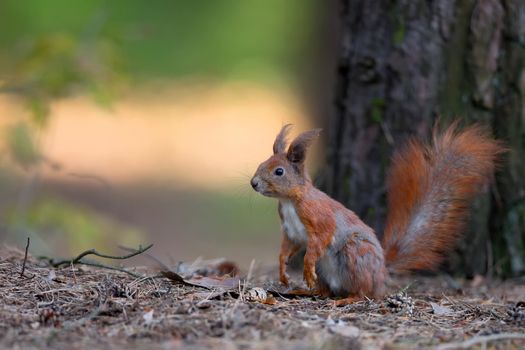 Red squirrel in the forest, in the wild