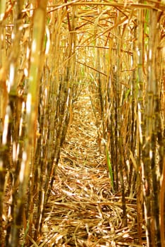 Inside the cane row in Thailand for beautiful background