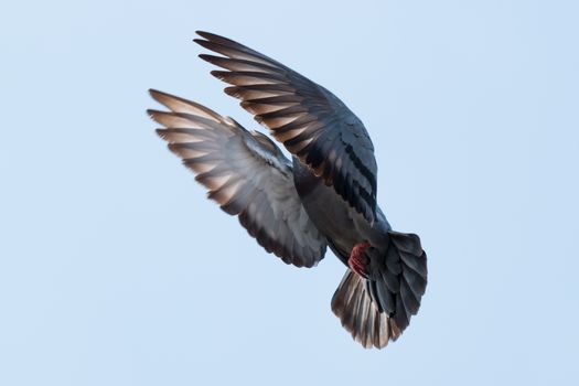 actions of flying pigeon on blue background