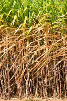 Prepare sugarcane field before harvesting in Thailand