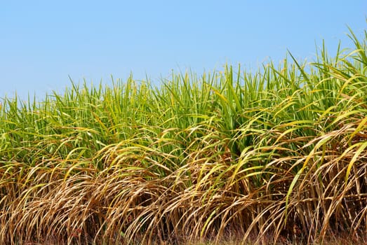 Sugarcane field with the clear sky background