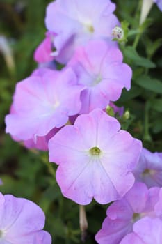 Flowering petunia pink blur background.