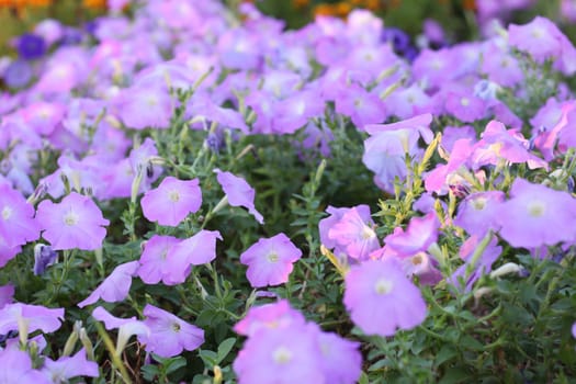 Flowering petunia pink blur background.