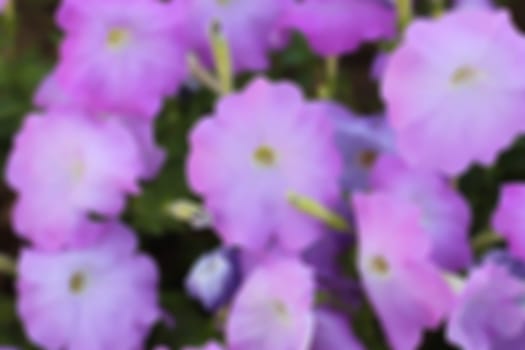 Flowering petunia pink blur background.