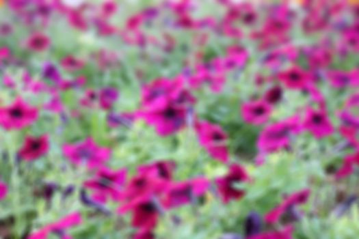 Flower petunia purple blur the background.