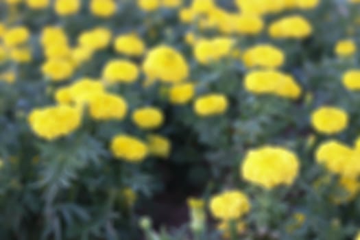 Colorful floral background yellow. Marigold close up