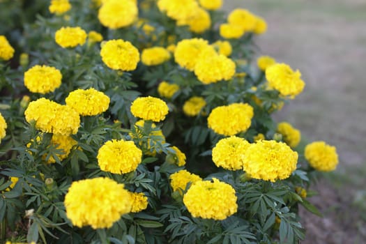 Marigold petite yellow flowers in garden