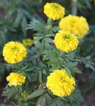 Marigold petite yellow flowers in garden