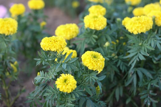 Marigold petite yellow flowers in garden