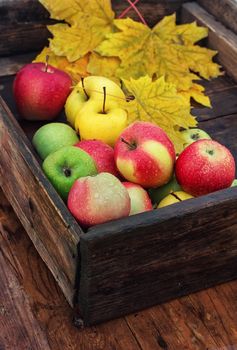 The autumn harvest of apples in an old wooden box