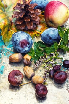 Empty autumn pinecone,acorns and chestnuts on metal surface