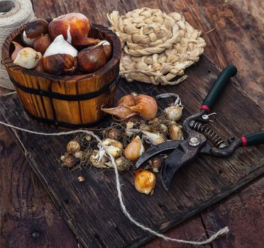 Bulbs of plants on the background of wooden tubs in  rural style.