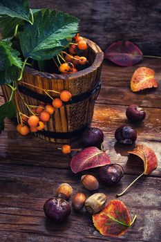 Miniature wood bucket with twigs and Rowan berries on background of autumn chestnuts and acorns
