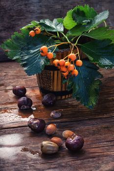 Miniature wood bucket with twigs and Rowan berries on background of autumn chestnuts and acorns